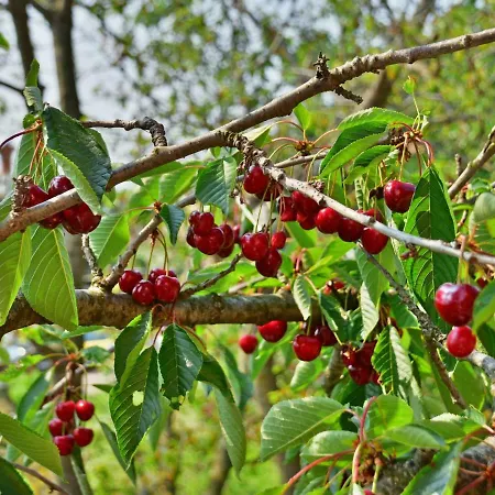 Tanja By Interhome Feriehus Dobreć